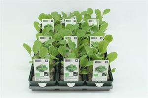 Bild von Kool. Spruitkool